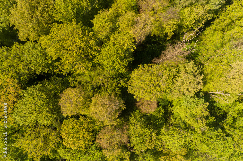 Luftaufnahme aus der Vogelperspektive mit Blick in den Wald