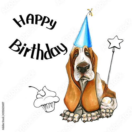  A dog of Basset Hound breed. On isolated white background. in a festive cap. celebrates the birthday
