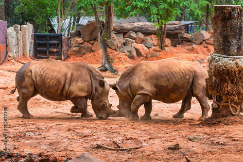 White rhinoceros or Ceratotherium simum fighting 