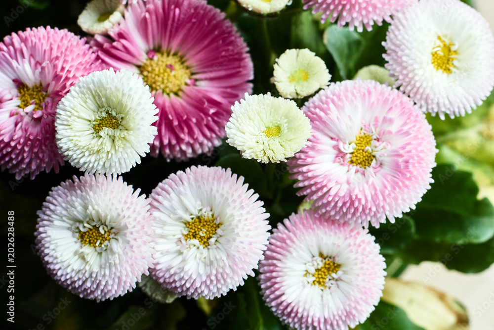 A bouquet of beautiful colorful daisy flowers. A bouquet of beautiful colorful daisy flowers.