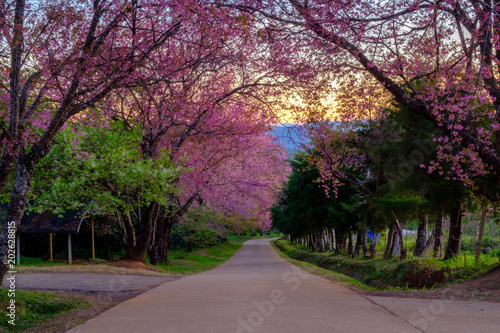 Fototapeta Naklejka Na Ścianę i Meble -  Cherry blossom in Khun Wang ChiangMai, Thailand.