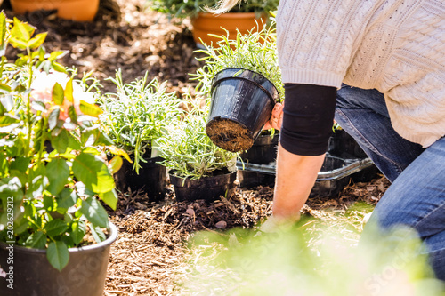 Frau im Garten pflanzt blumen ein (gartenarbeit) photo