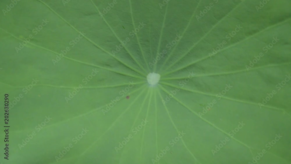 rain drops and falling on lotus leaf in garden rain drops and falling on lotus leaf in garden