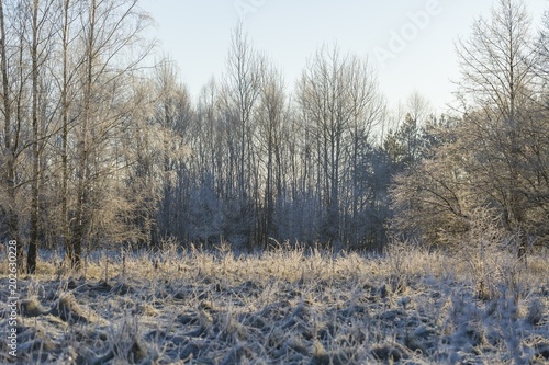 Winter morning with frosted plants © milosz_g