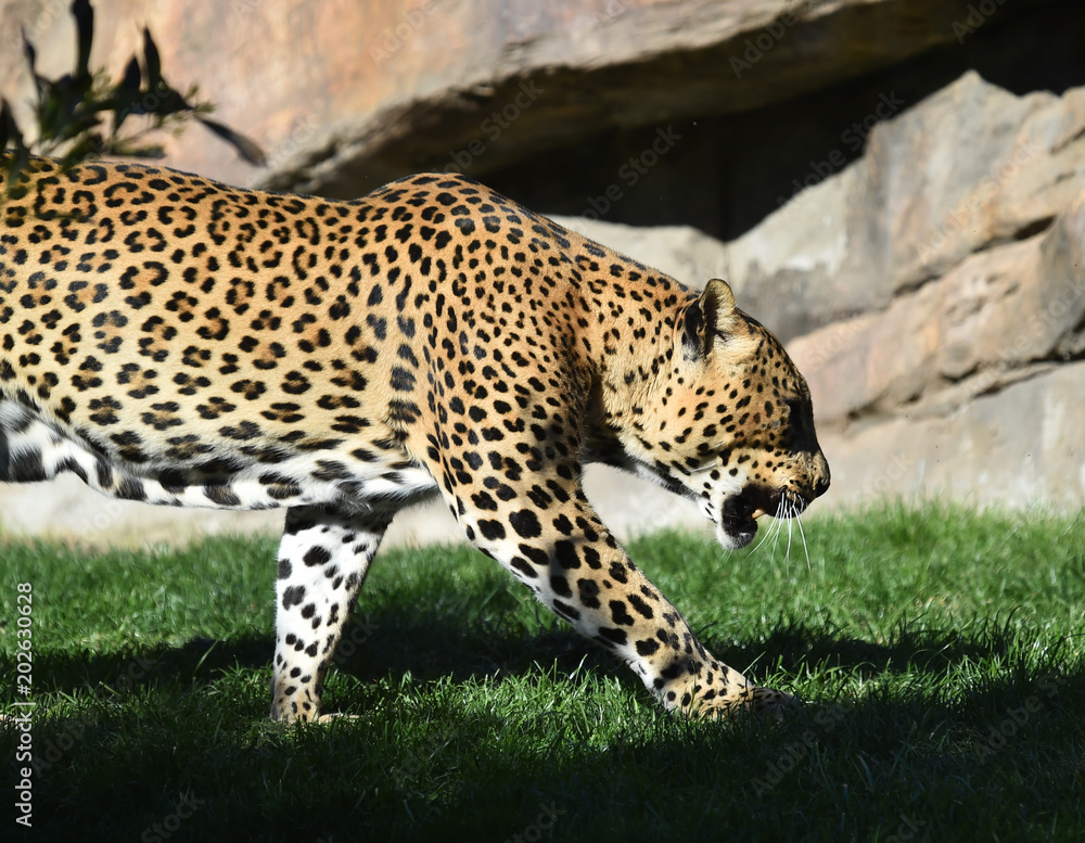 Naklejka premium Leopardo