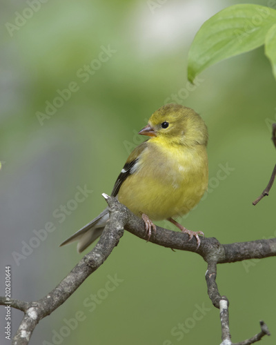 Female American Goldfinch on Tree Branch