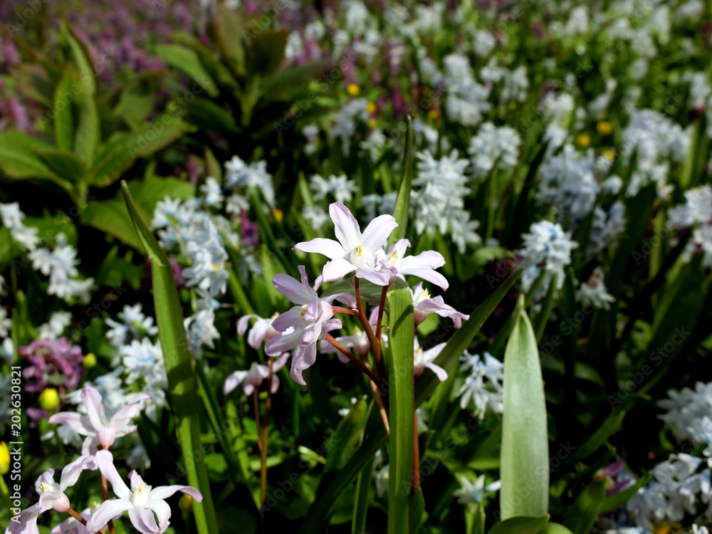 Field of pink and white spring flowers
Field of pink and white spring flowers