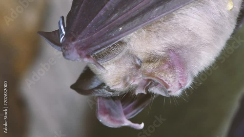 Greater and lesser horseshoe bats in cave. Two rare bats in the genus Rhinolophus together, showing difference in size