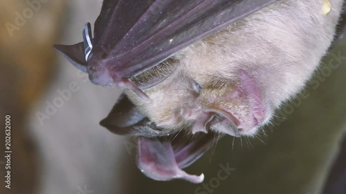 Greater and lesser horseshoe bats in cave. Two rare bats in the genus Rhinolophus together, showing difference in size photo