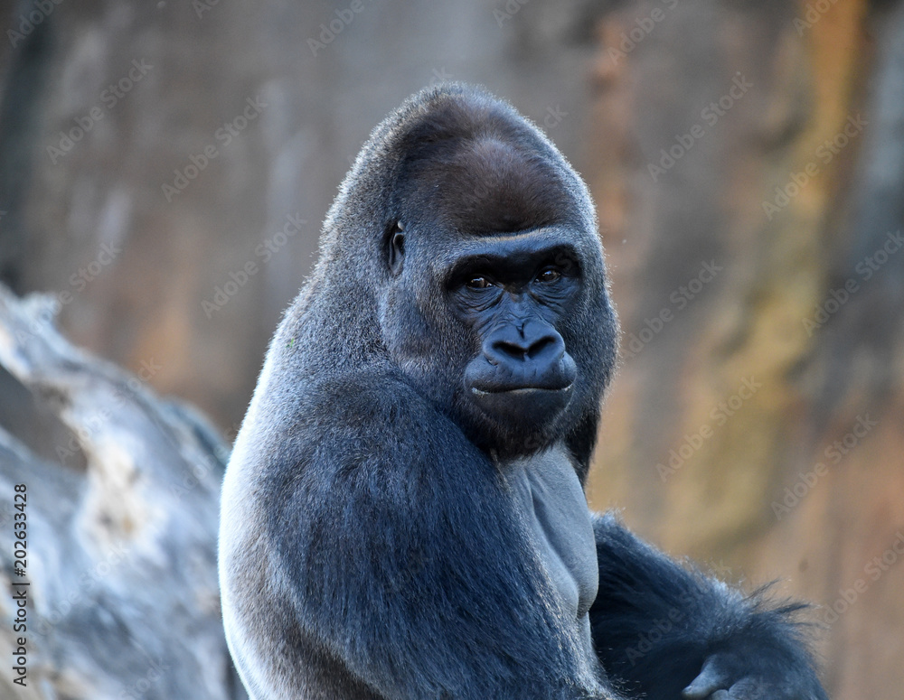 Fototapeta premium gorilla