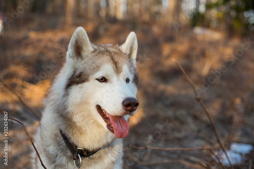 Close-up Portrait of cute Beige and white Siberian Husky dog. Profile image of free and prideful husky male looks like a wolf in the forest at golden sunset