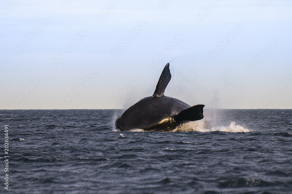 Fototapeta premium Whale jump , Patagonia
