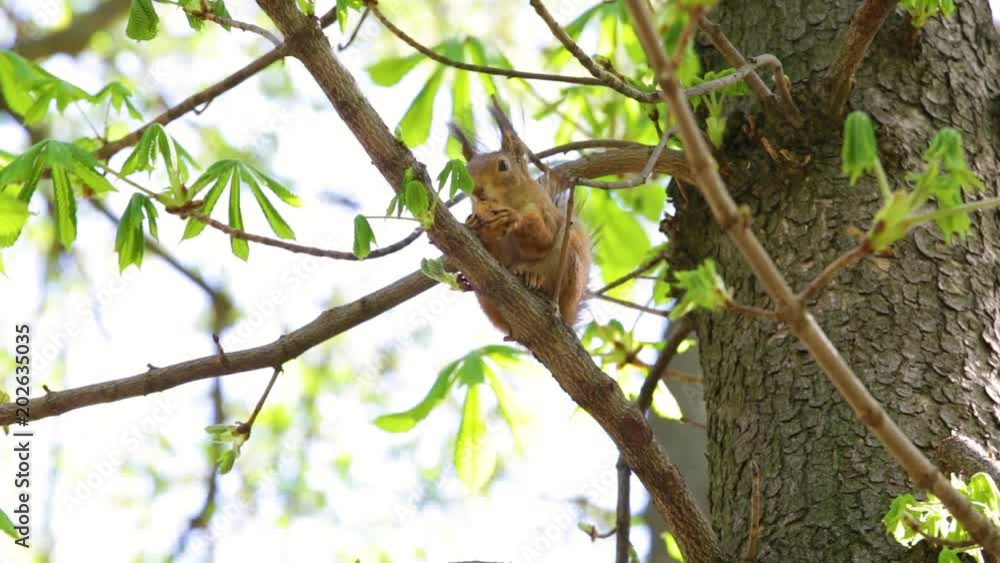 Cute brown squirrel sits on branch of tree and eats walnut on spring sunny day outside. Cute brown squirrel sits on branch of tree and eats walnut on spring sunny day outside.