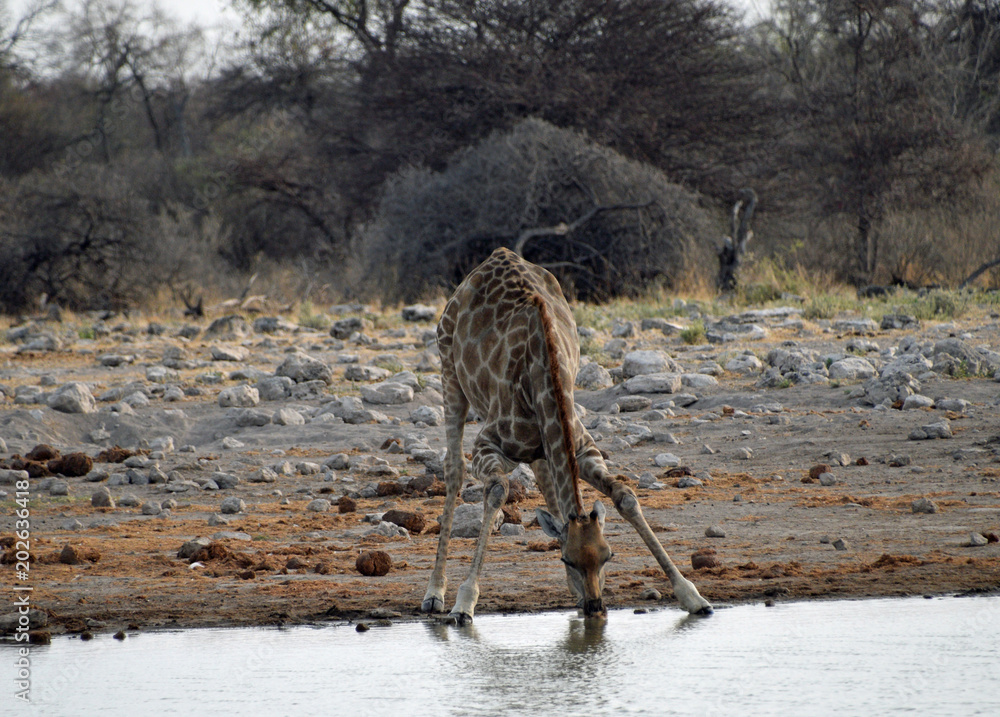 Φωτογραφία Giraffe at the waterhole