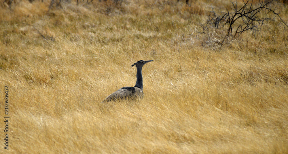 Bird in Namibia