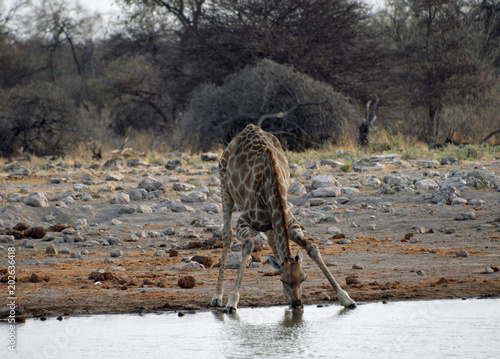 Giraffe at the waterhole