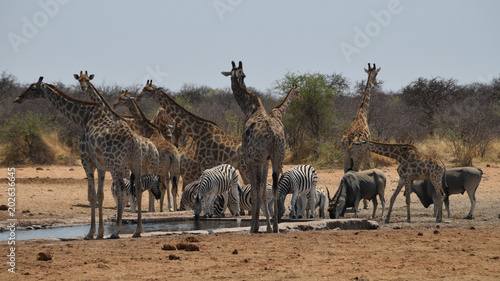 Crowd at the waterhole