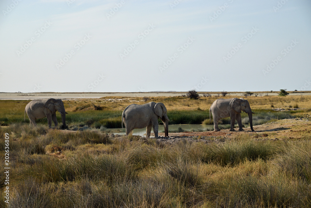Elephants in Namibia Elephants in Namibia