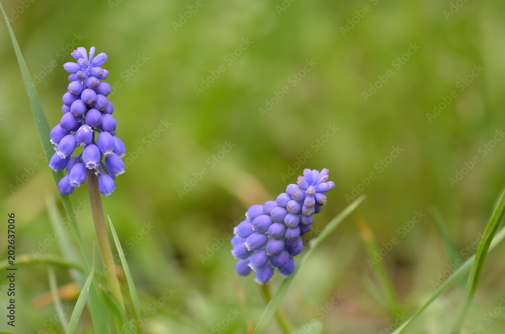 Closeup of a blue hyacinth flowers in spring Closeup of a blue hyacinth flowers in spring