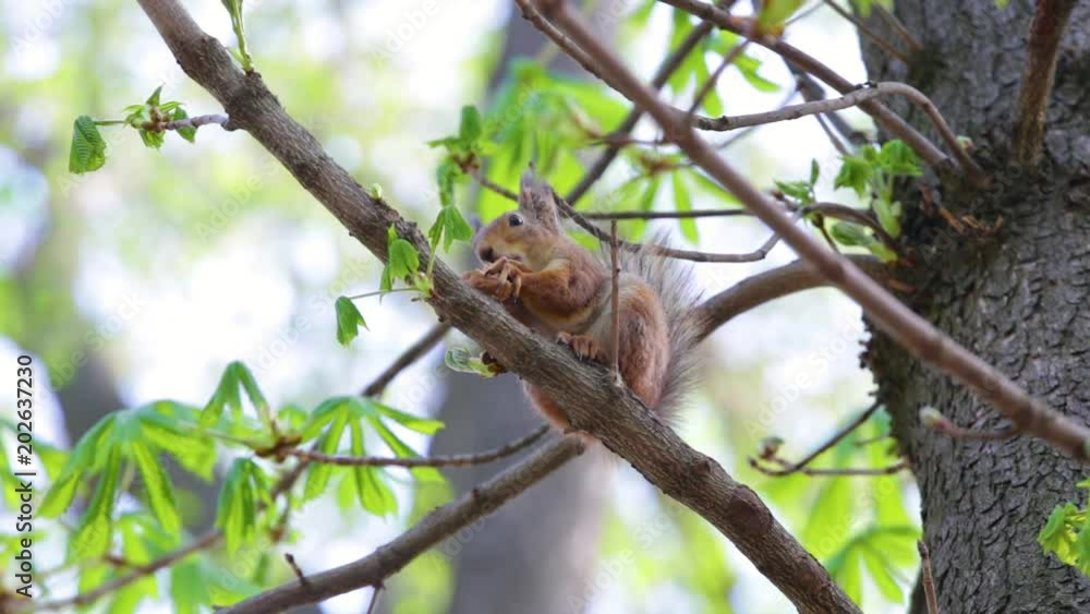 Cute brown squirrel sits on branch of tree and eats walnut on spring sunny day outside. Cute brown squirrel sits on branch of tree and eats walnut on spring sunny day outside.