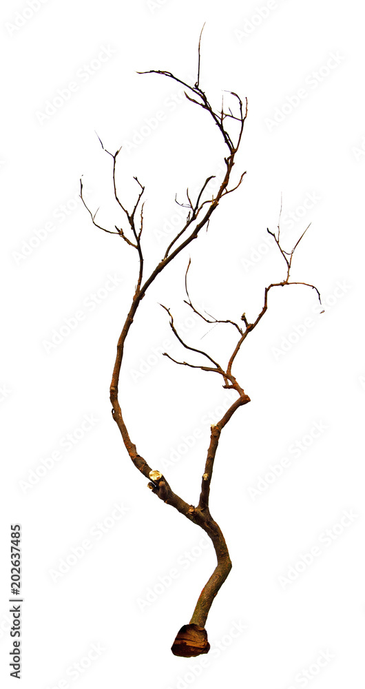 Close up of dry branch Close up of dry branch