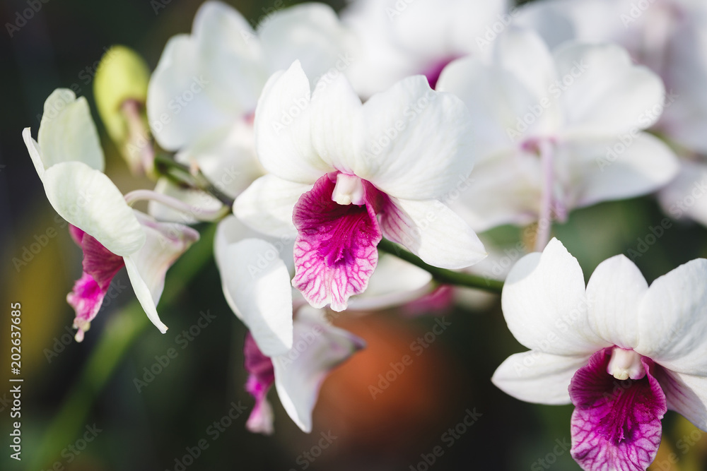 White orchid flowers White orchid flowers