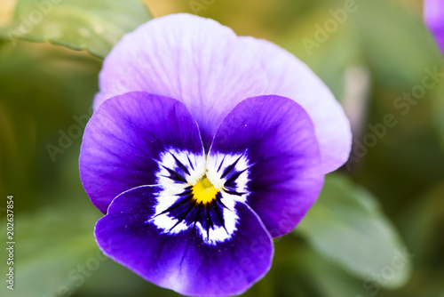 Pansy  Viola Tricolor  flower growing in the garden