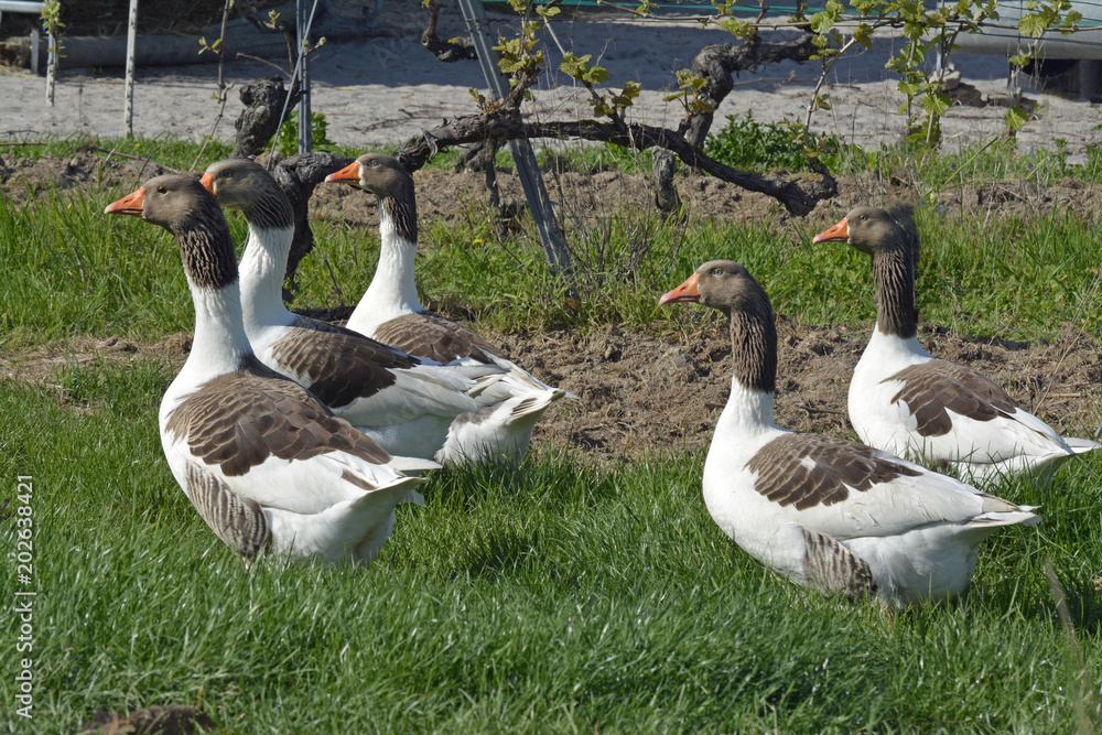 gänse im freien gänse im freien