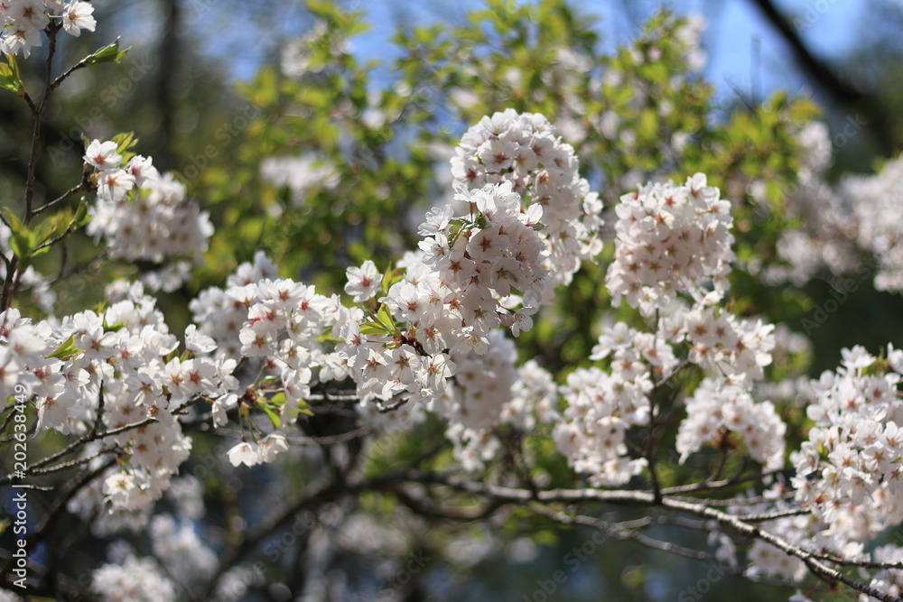 桜 青空 桜 青空