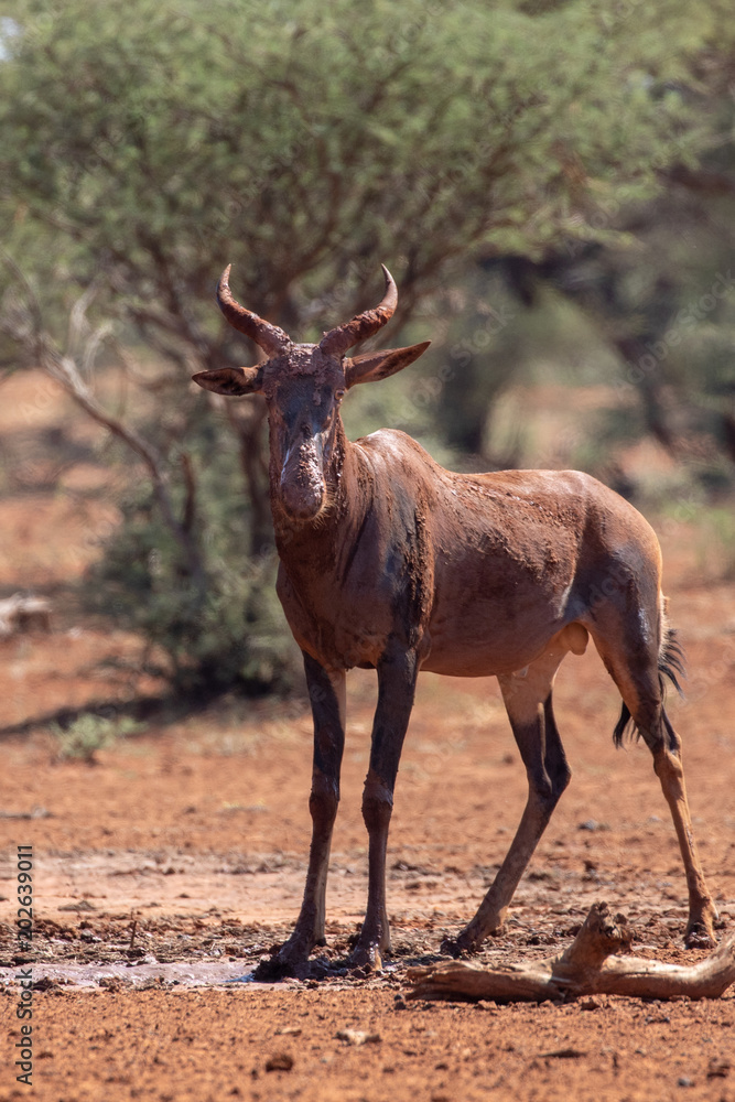 Red Hartebeest taking a mud bath Red Hartebeest taking a mud bath