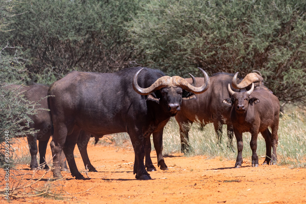 African Buffalo African Buffalo