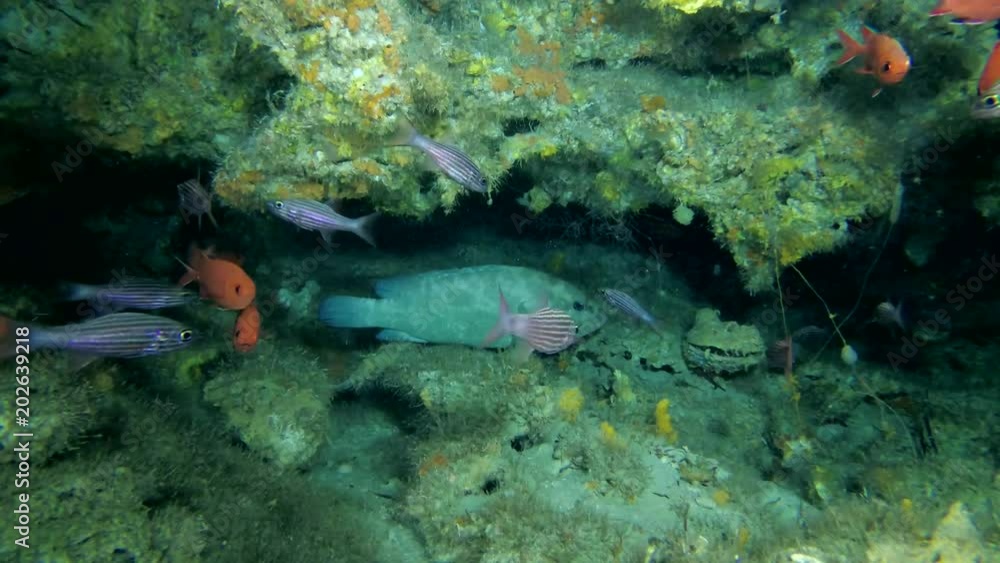 Life in the cave, Camouflage Grouper - Epinephelus polyphekadion in the cave
Life in the cave, Camouflage Grouper - Epinephelus polyphekadion in the cave