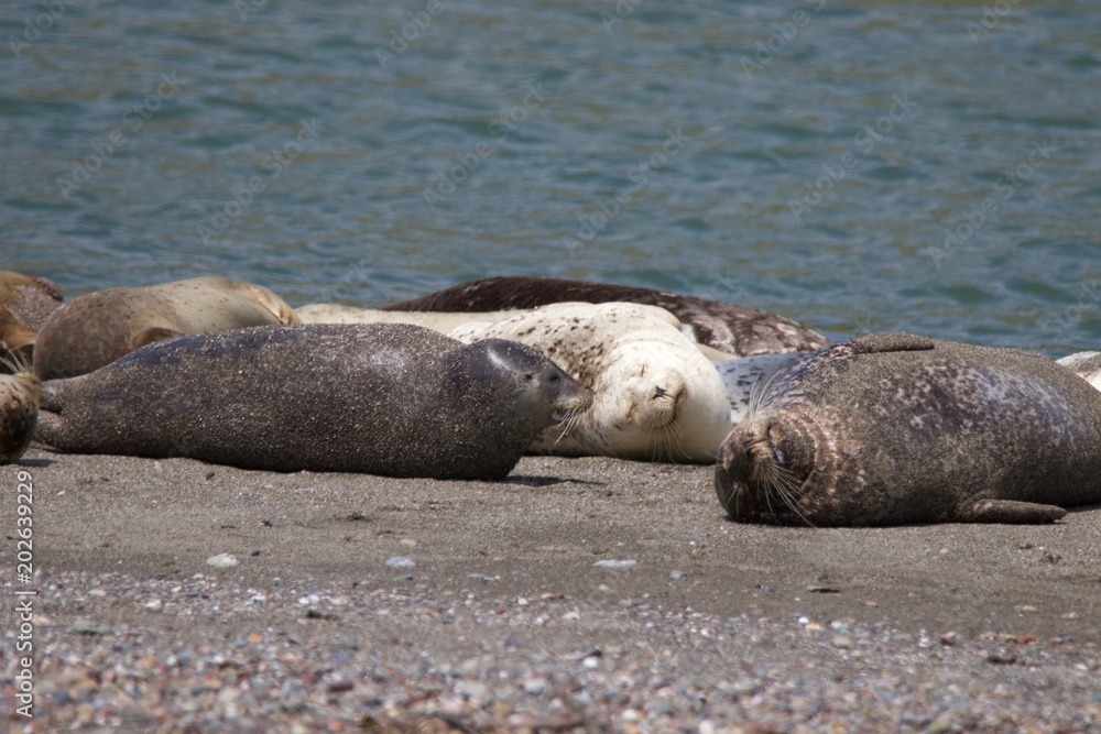 Fototapeta premium Goat Rock Beach - Sonoma County, California. Each spring a large sand spit builds up in Jenner, right at the mouth of the Russian River. Seals love hanging out at the Pacific Coast beaches.