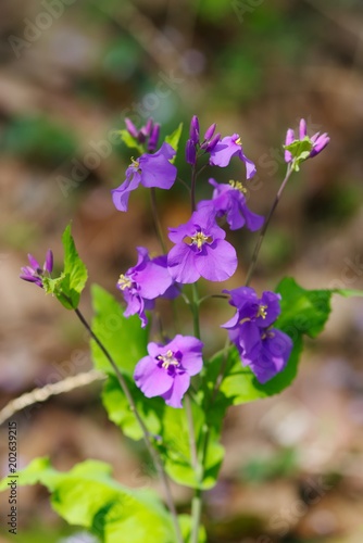 orychophragmus violaceus (dame's violet）

