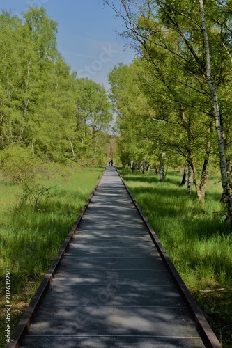 beautiful view of the park. A long path in the middle