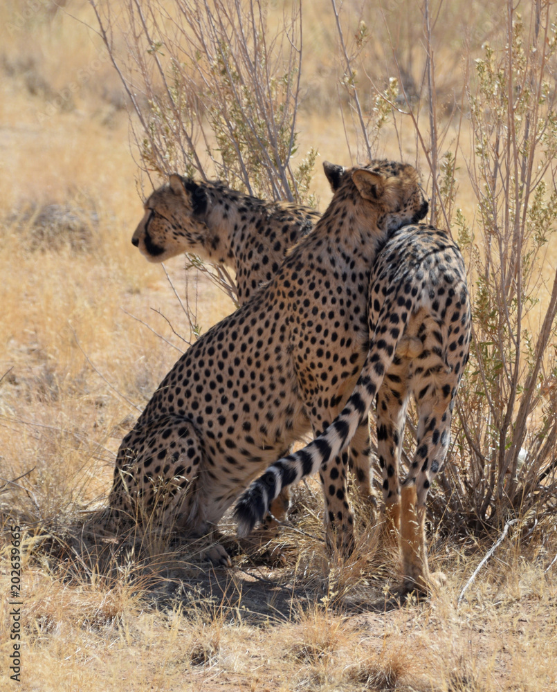 Cheetah in Namibia