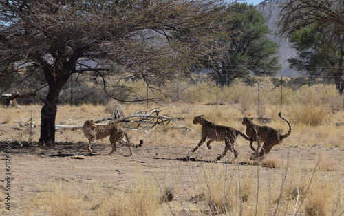 Cheetah in Namibia