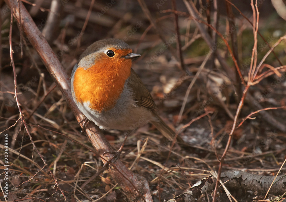 European robin (Erithacus rubecula) European robin (Erithacus rubecula)