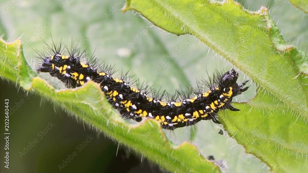 Scarlet tiger caterpillar (Callimorpha dominula) feeding. A hairy yellow and black larva in the family Erebidae, feeding on Green alkanet (Pentaglottis sempervirens) Scarlet tiger caterpillar (Callimorpha dominula) feeding. A hairy yellow and black larva in the family Erebidae, feeding on Green alkanet (Pentaglottis sempervirens)