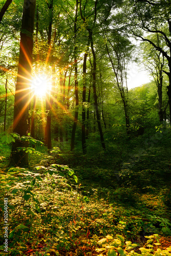 Fototapeta Naklejka Na Ścianę i Meble -  Beautiful forest in spring with bright sun shining through the trees