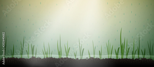 rice sprouts growing in the water and soil, grow the eco rice,