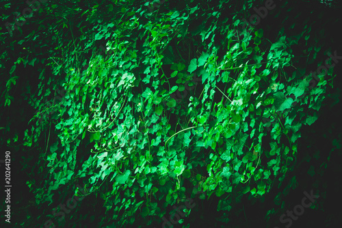 Green Leaves Background