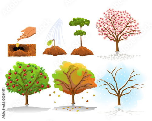 Illustration of apple tree planting and growing stages in the four seasons isolated on a white background