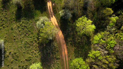 vue aérienne sur un chemin de terre qui se glisse à travers les arbres verdoyant