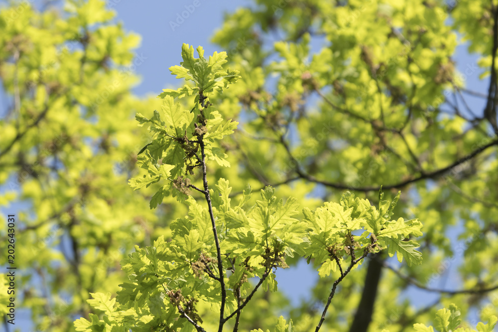Green oak leaves in spring. Green oak leaves in spring.