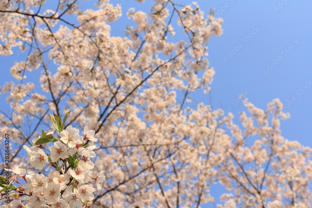 桜の花 青空 桜の花 青空
