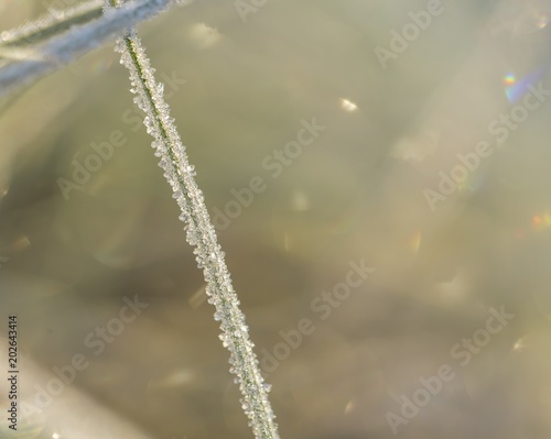 Close up of plants with frost