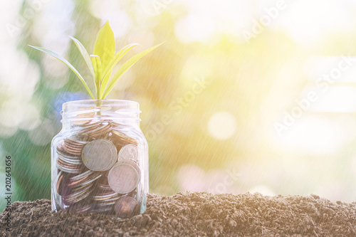 Plant growing from coins in...