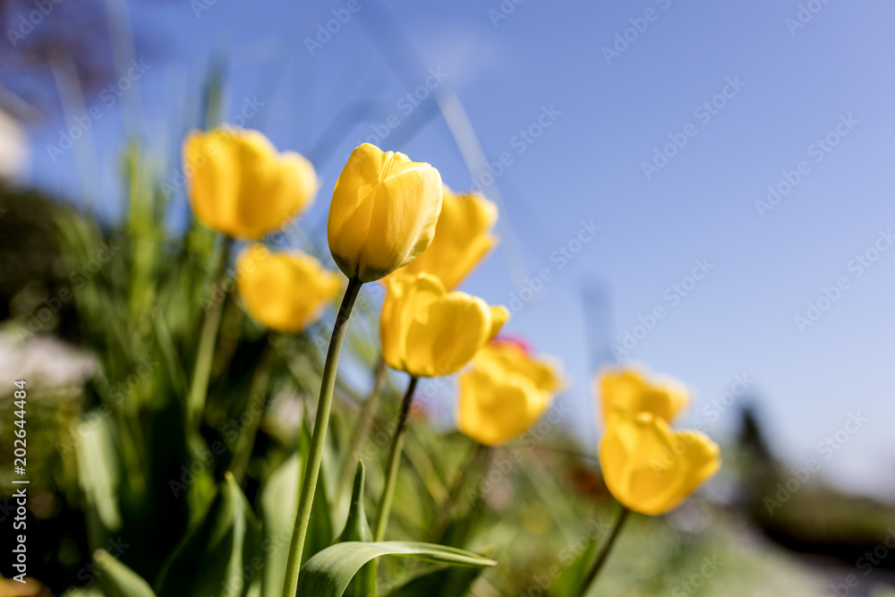 A bed of yellow tullips in bloom against a blue sky in spring in a traditonal village in England, UK A bed of yellow tullips in bloom against a blue sky in spring in a traditonal village in England, UK