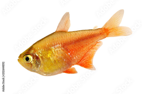 Orange Red Flame Tetra Hyphessobrycon flammeus Rio tetra tropical aquarium fish 